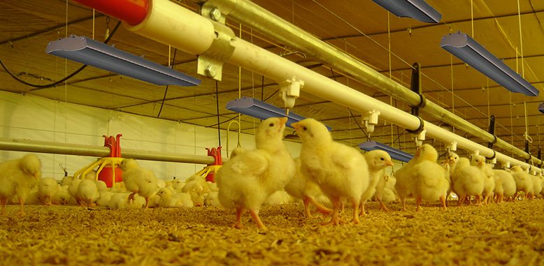 Innovación en granjas avícolas gracias a Avir Poultry Comfort: Los beneficios de la calefacción por infrarrojo lejano mediante IIoT y Big Data.